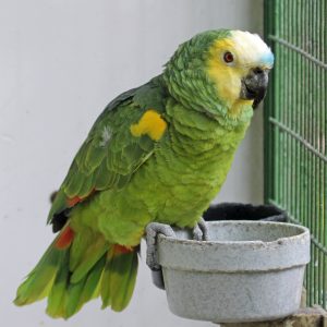 Blue Fronted Amazon