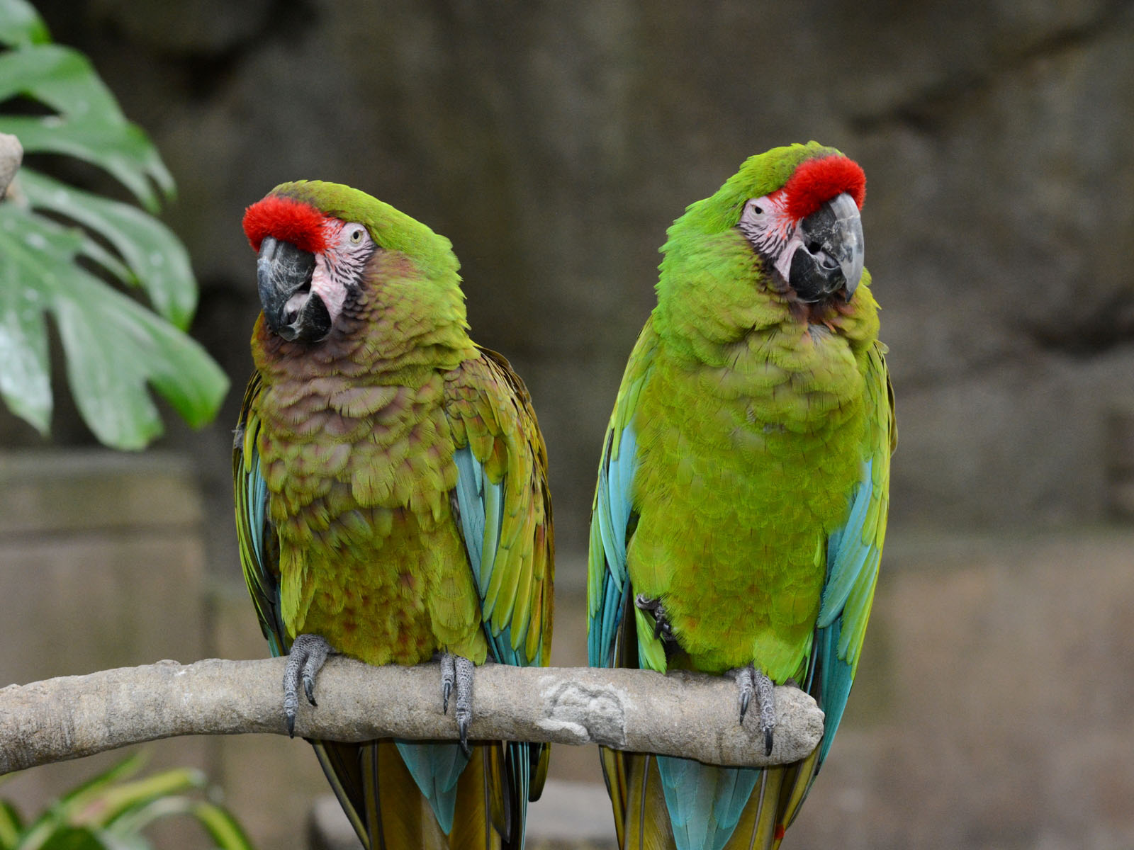 Military Macaw