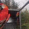 Scarlet Macaw