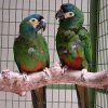 Severe Macaw