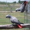 Congo African Grey Parrot