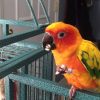 Sun Conure