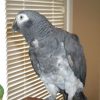 Timneh African Grey Parrot