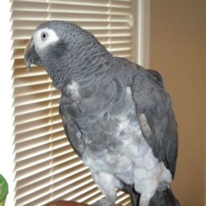 Timneh African Grey Parrot