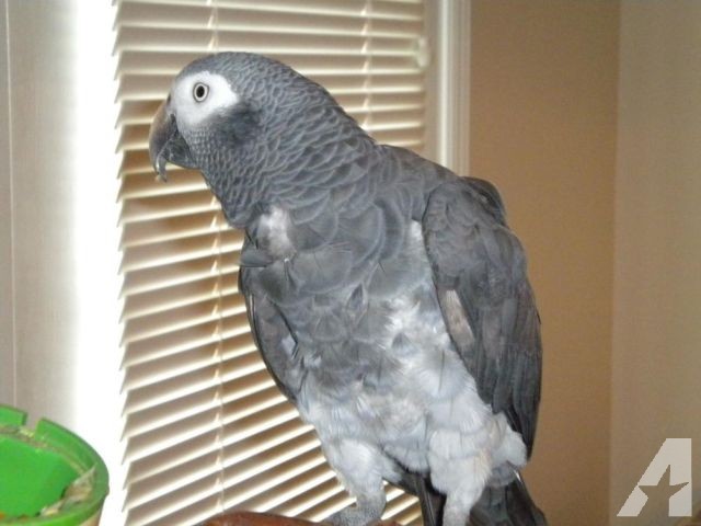Timneh African Grey Parrot