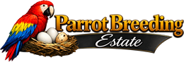 Buy Parrots Online | Buy Birds Online | Birds for Sale | Buy Real Talking Parrots Online | Buy African Grey Parrots Online | Buy Macaws Online | African Grey Parrots | Macaws for Sale